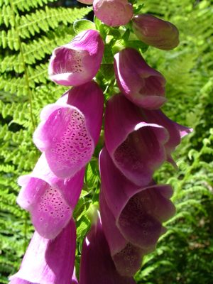 Naparstnica purpurowa - Digitalis purpurea