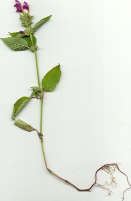 Poziewnik szorstki - Galeopsis tetrahit