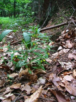 Pszeniec leśny - Melampyrum silvaticum