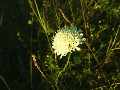 Świerzbnica polna - Knautia arvensis