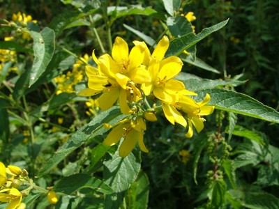 Tojeść pospolita - Lysimachia vulgaris