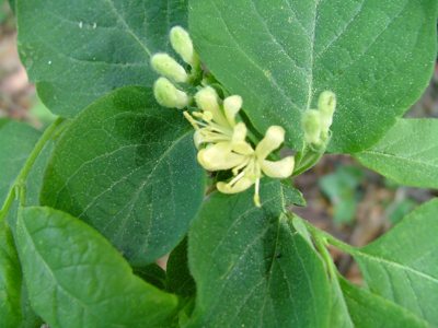 Wiciokrzew suchodrzew - Lonicera xylosteum