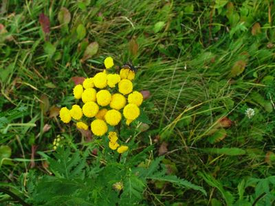 Wrotycz pospolity - Tanacetum vulgare, Chrysanthemum vulgare, Ch. tanacetum