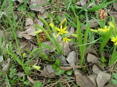 Złoć żółta - Gagea lutea, G. silvatica