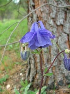 Orlik pospolity - Aquilegia vulgaris