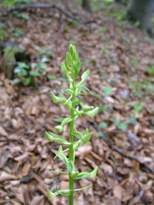 Podkolan biały - Platanthera bifolia