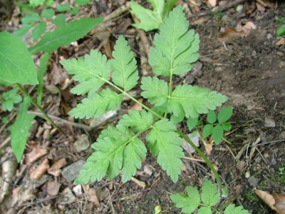 Paprotnica górska - Cystopteris montana