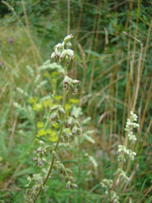 Bylica pospolita - Artemisia vulgaris