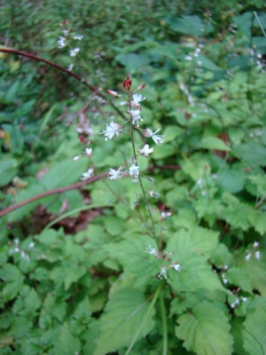Czartawa drobna - Circaea alpina