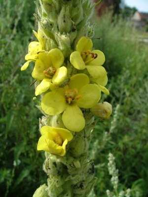 Dziewanna drobnokwiatowa - Verbascum thapsus