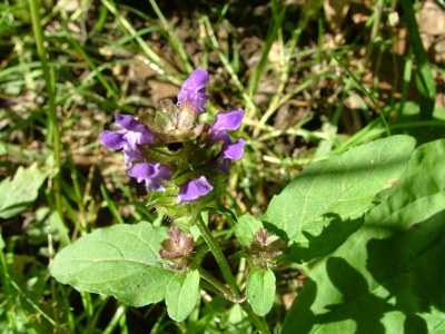 Głowienka pospolita - Prunella vulgaris, Brunella vulgaris