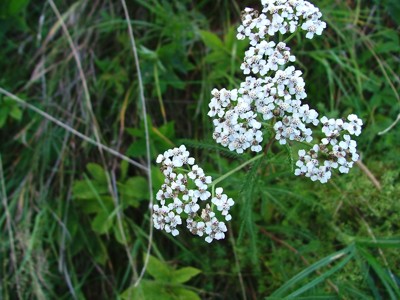 Krwawnik pospolity - Achillea millefolium