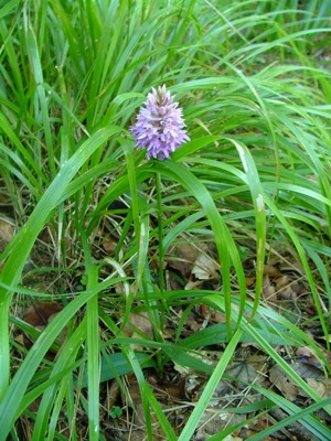 Kukułka Fuchsa, stoplamek Fuchsa - Dactylorhiza fuchsii, Orchis fuchsii