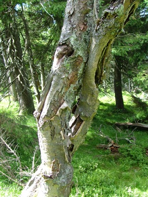 Jarząb pospolity, jarzębina - Sorbus aucuparia (Pyrus aucuparia)