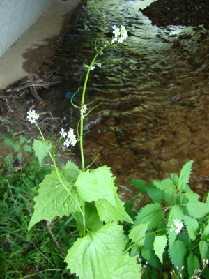Czosnaczek pospolity - Alliaria petiolata, alliaria officinalis