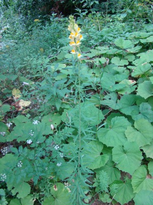 Lnica pospolita - Linaria vulgaris