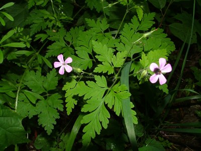 Bodziszek cuchnący - Geranium robertianum