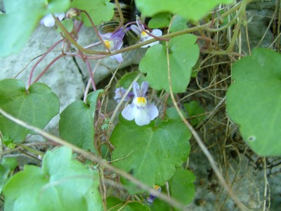 Cymbalaria bluszczykowata - Cymbalaria muralis