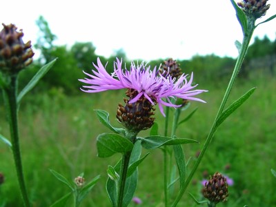 Chaber łąkowy - Centaurea jacea