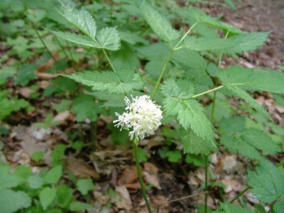 Czerniec gronkowy - Actaea spicata