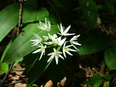 Czosnek niedźwiedzi - Allium ursinum