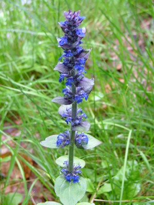 Dąbrówka rozłogowa - Ajuga reptans