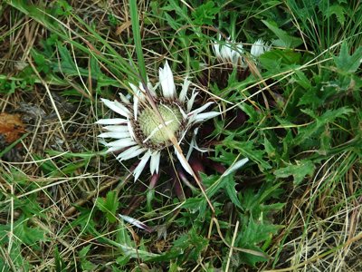 Dziewięćsił bezłodygowy - Carlina acaulis