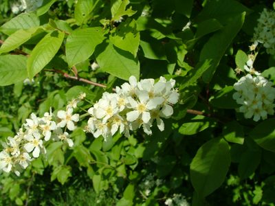 Czeremcha zwyczajna - Prunus avium, Prunus padus