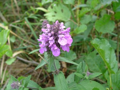 Czyściec błotny - Stachys palustris