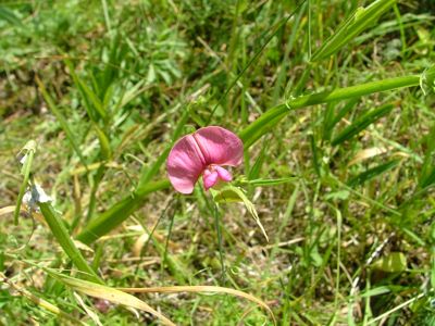 Groszek skrzydlasty - Lathyrus montanus, Orobus tuberosus