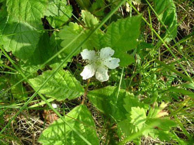 Jeżyna popielica - Rubus caesius