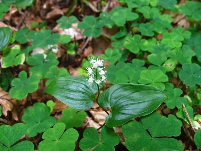 Konwalijka dwulistna - Maianthemum bifolium