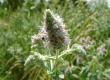 Mięta długolistna - Mentha longifolia