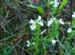 Świetlik łąkowy - Euphrasia rostkoviana
