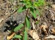 Wilczomlecz słodki - Euphorbia dulcis