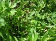 Jaskier rozłogowy - Ranunculus repens