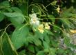 Niecierpek drobnokwiatowy - Impatiens parviflora