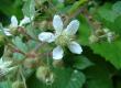 Jeżyna fałdowana - Rubus plicatus