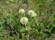 Koniczyna pagórkowa - Trifolium montanum