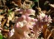 Łuskiewnik różowy - Lathraea squamaria