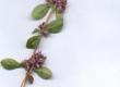 Macierzanka piaskowa - Thymus serpyllum