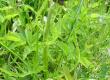 Ostrożeń łąkowy - Cirsium rivulare