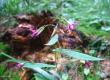 Przenęt purpurowy - Prenanthes purpurea