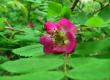 Róża alpejska - Rosa pendulina