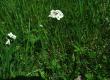 Rzeżucha łąkowa - Cardamine pratensis