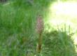 Skrzyp leśny - Equisetum silvaticum