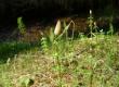 Skrzyp leśny - Equisetum silvaticum
