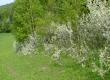 Śliwa tarnina - Prunus spinosa