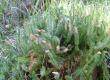 Widłak jałowcowaty - Lycopodium annotinum