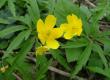 Zawilec żółty - Anemone ranunculoides